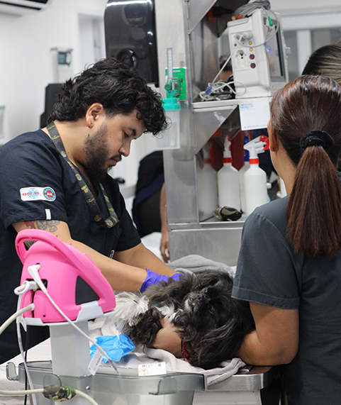 diagnostico-enfermedades-higado-mascotas