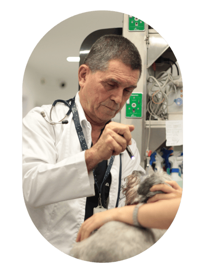 diagnostico-neurologico-perros-gatos