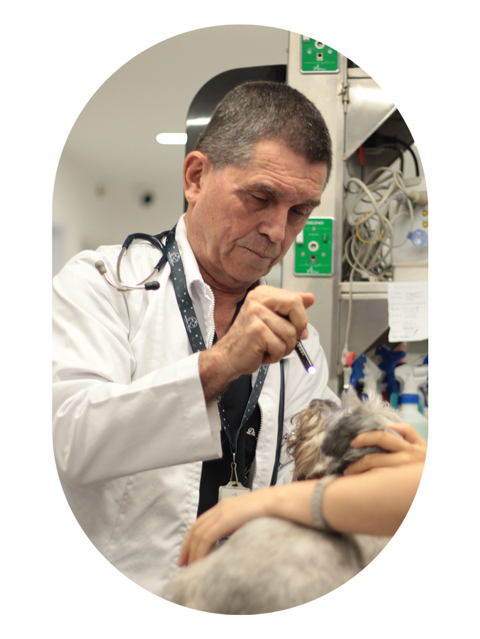 diagnostico-neurologico-perros-gatos