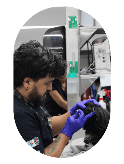 especialista-oftalmologo-veterinario-hospital-1
