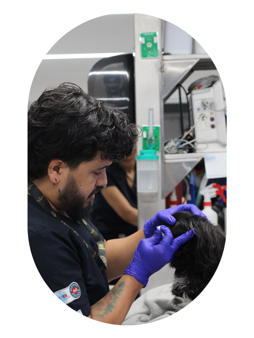 especialista-oftalmologo-veterinario-hospital