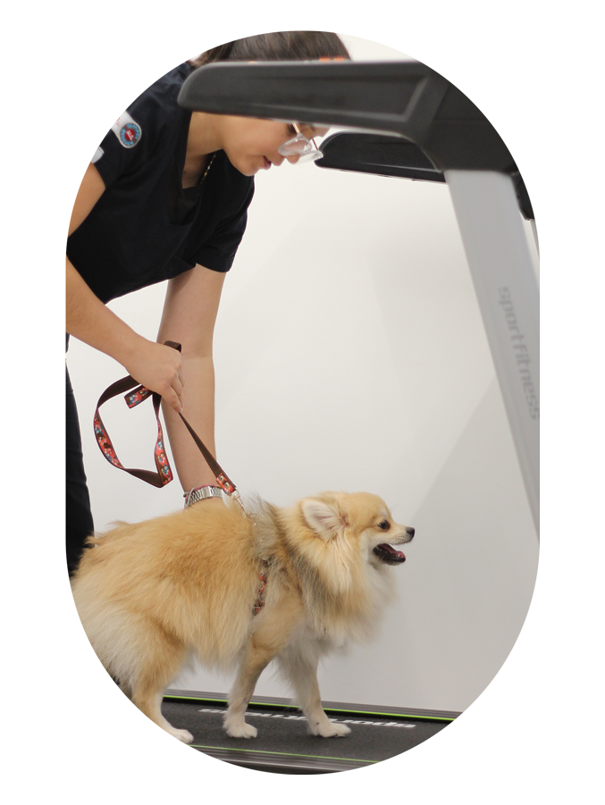 fisioterapia-veterinaria-acompanamiento-medico