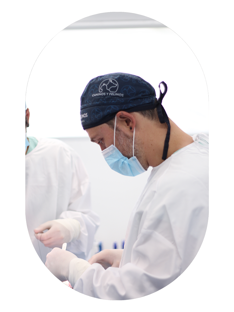 hospital-veterinario-cirugia-segura