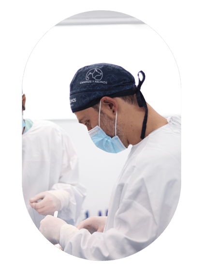 hospital-veterinario-cirugia-segura