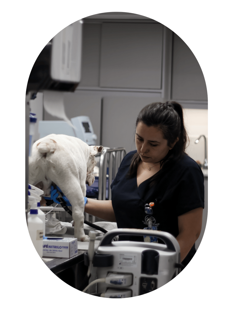 hospital-veterinario-especialista-higado-vias-biliares