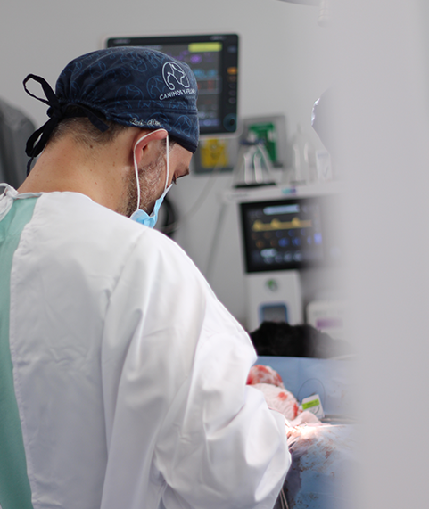 monitoreo-anestesico-seguro-perros-gatos