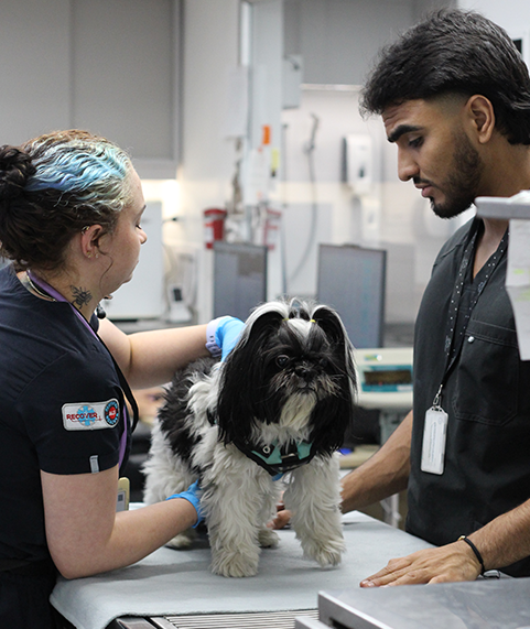 neurologia-veterinaria-especializada-medellin