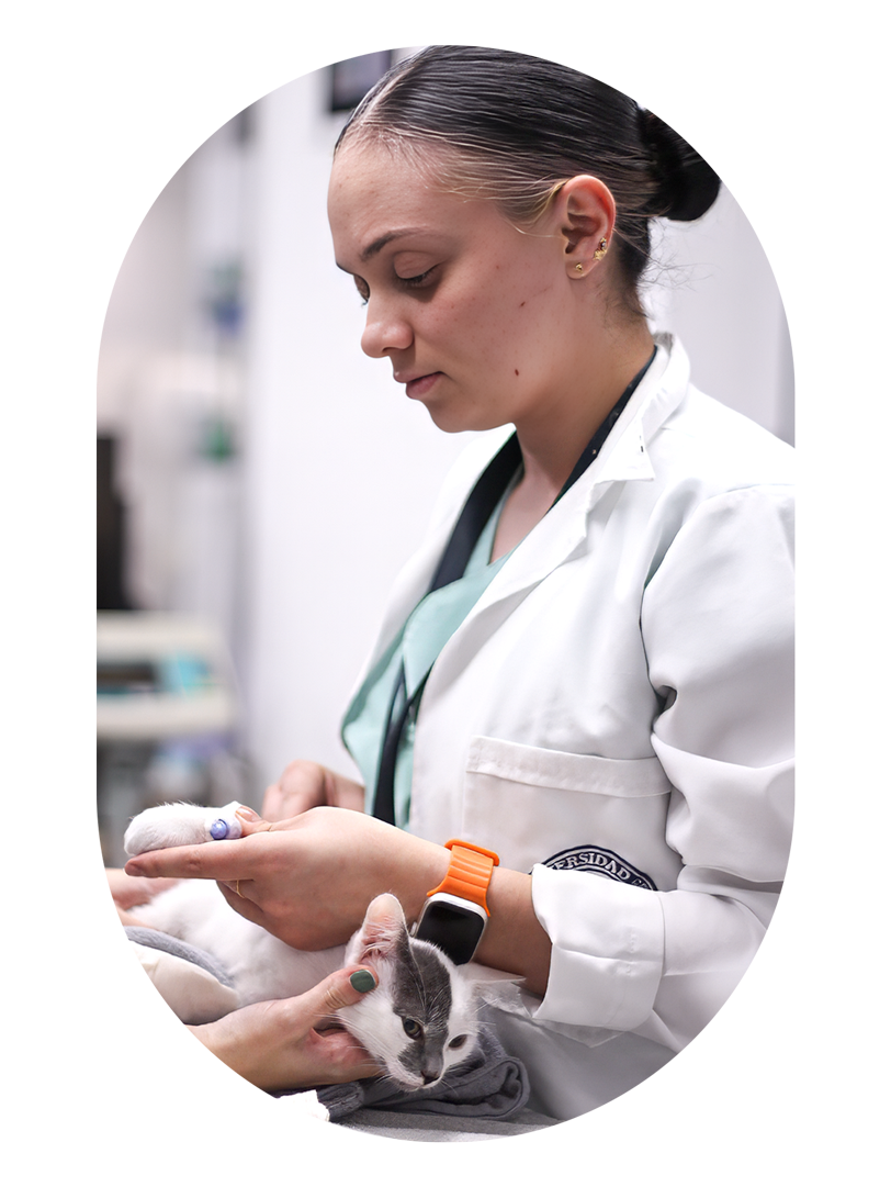 sintomas-enfermedades-gatos-consulta.-2