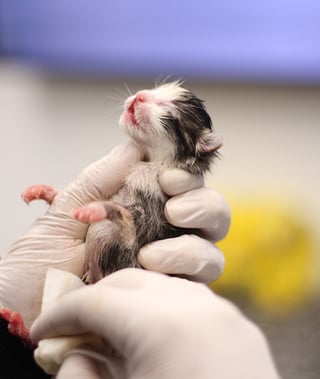 veterinario-especialista-en-gatos