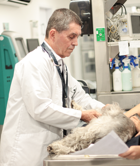 Ortopedista-veterinario